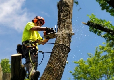 Tree Services in Portland, OR image